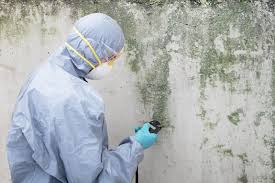 Best Emergency Mold Remediation in Winnsboro Mills, SC